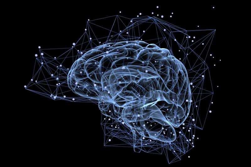 A somato-cognitive action network alternates with effector regions in motor cortex_StockImage